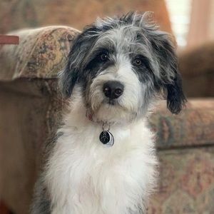 Meet your Posher, Will